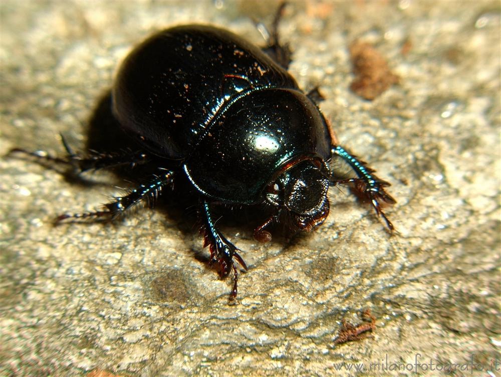 Brovello-Carpugnino (Verbano-Cusio-Ossola, Italy) - Geotrupes stercorarius